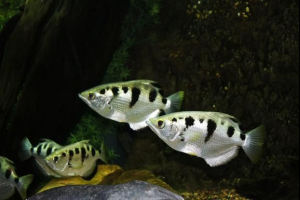 Виявилося, що риба здатна запам'ятовувати людські обличчя Виявилося, що риба здатна запам'ятовувати людські обличчя